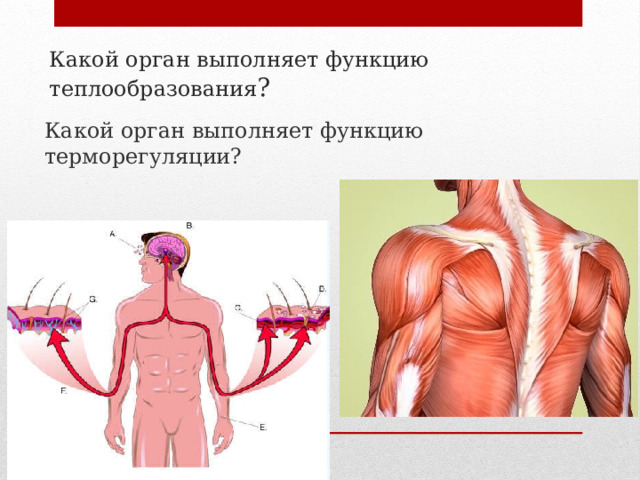 Какой орган выполняет функцию теплообразования ? Какой орган выполняет функцию терморегуляции? 