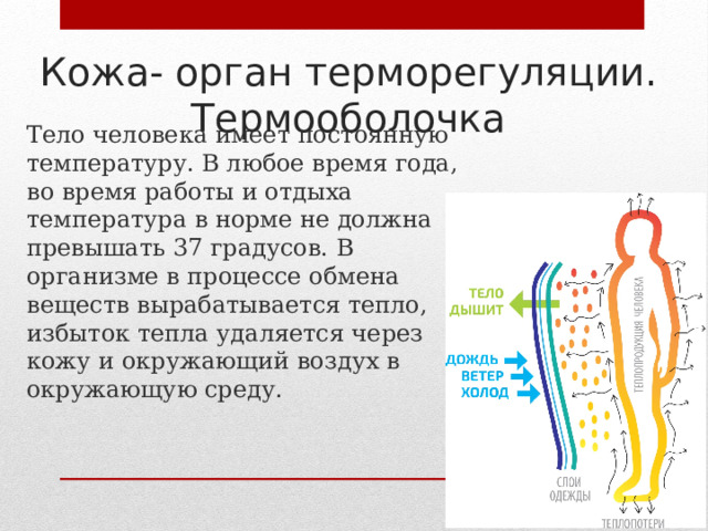 Кожа- орган терморегуляции.  Термооболочка Тело человека имеет постоянную температуру. В любое время года, во время работы и отдыха температура в норме не должна превышать 37 градусов. В организме в процессе обмена веществ вырабатывается тепло, избыток тепла удаляется через кожу и окружающий воздух в окружающую среду. 