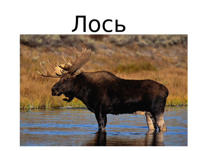 Лось 