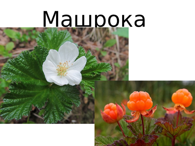 Машрока 