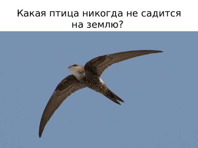 Какая птица никогда не садится на землю? 