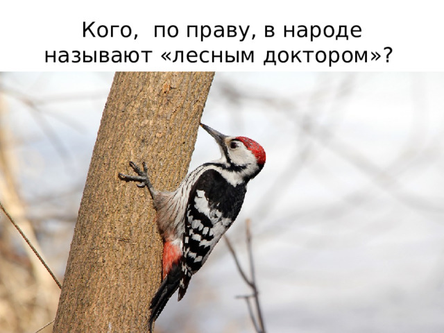 Кого, по праву, в народе называют «лесным доктором»? 