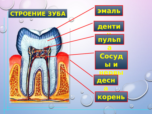 эмаль СТРОЕНИЕ ЗУБА дентин пульпа Сосуды и нервы десна корень 
