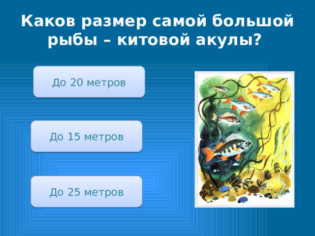 Каков размер самой большой рыбы – китовой акулы? До 20 метров До 15 метров До 25 метров 