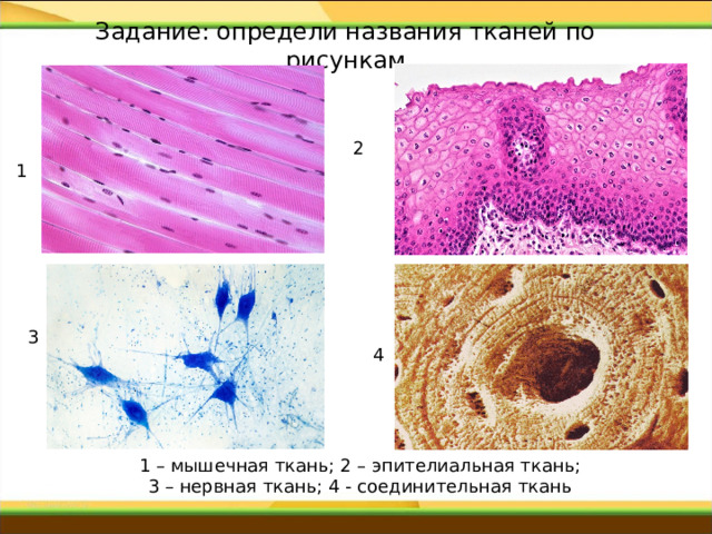 Задание: определи названия тканей по рисункам 2 1 3 4 1 – мышечная ткань; 2 – эпителиальная ткань; 3 – нервная ткань; 4 - соединительная ткань 