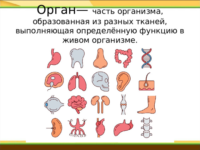 Орган— часть организма, образованная из разных тканей, выполняющая определённую функцию в живом организме. 