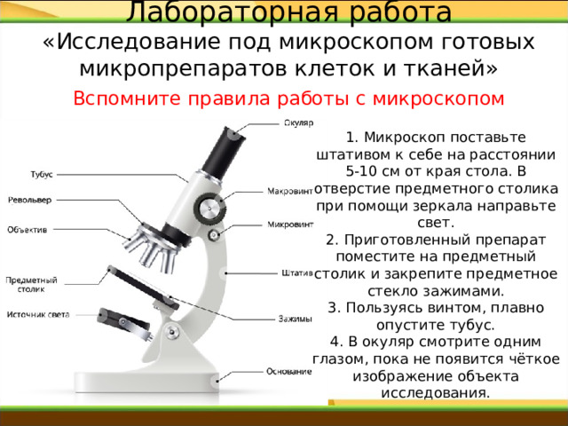 Лабораторная работа  «Исследование под микроскопом готовых микропрепаратов клеток и тканей» Вспомните правила работы с микроскопом 1. Микроскоп поставьте штативом к себе на расстоянии 5-10 см от края стола. В отверстие предметного столика при помощи зеркала направьте свет.  2. Приготовленный препарат поместите на предметный столик и закрепите предметное стекло зажимами.  3. Пользуясь винтом, плавно опустите тубус. 4. В окуляр смотрите одним глазом, пока не появится чёткое изображение объекта исследования.   