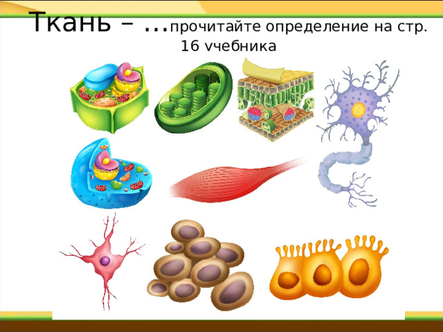 Ткань – … прочитайте определение на стр. 16 учебника 