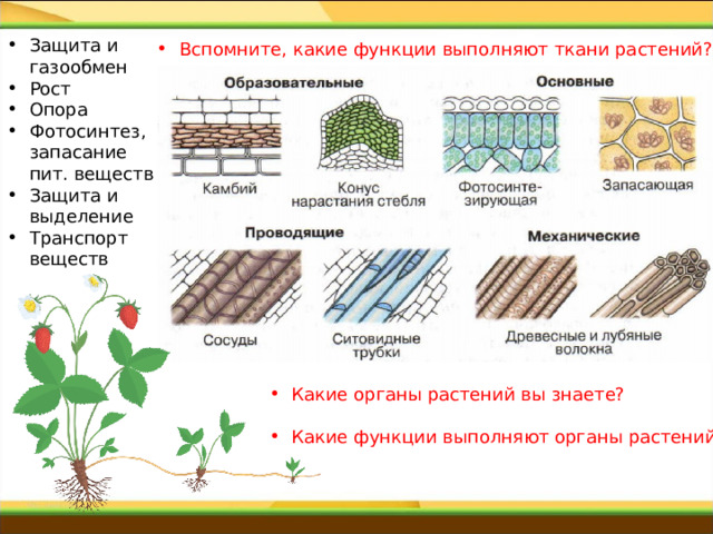 Защита и газообмен Рост Опора Фотосинтез, запасание пит. веществ Защита и выделение Транспорт веществ Вспомните, какие функции выполняют ткани растений? Какие органы растений вы знаете? Какие функции выполняют органы растений? 