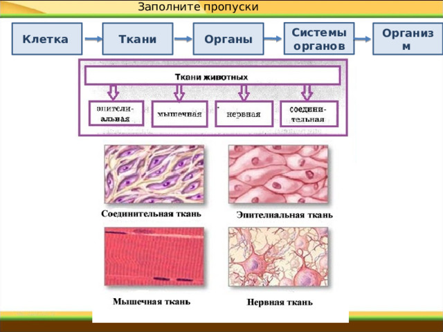 Заполните пропуски Системы органов Клетка  Ткани Органы Организм 