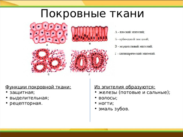 Покровные ткани   Функции покровной ткани: Из эпителия образуются: защитная; выделительная; рецепторная. железы (потовые и сальные); волосы; ногти; эмаль зубов. 