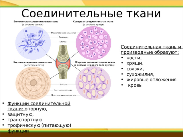 Соединительные ткани   Соединительная ткань и её производные образуют: кости, хрящи, связки, сухожилия, жировые отложения  кровь Функции соединительной ткани: опорную, защитную, транспортную трофическую (питающую) функции 