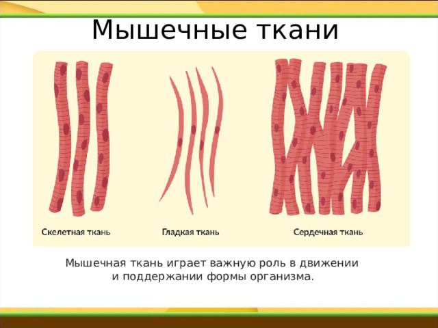 Мышечные ткани  Мышечная ткань играет важную роль в движении и поддержании формы организма. 