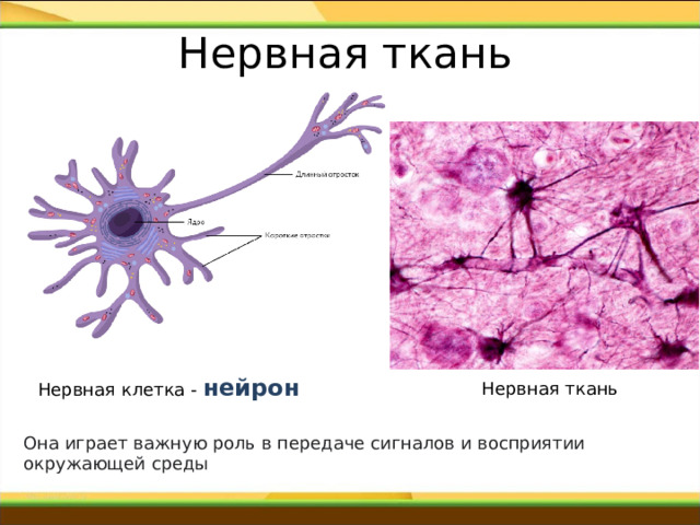 Нервная ткань   Нервная клетка - нейрон Нервная ткань Она играет важную роль в передаче сигналов и восприятии окружающей среды 