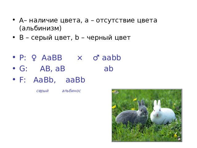 А– наличие цвета, a – отсутствие цвета (альбинизм) B – серый цвет, b – черный цвет Р: ♀ АаВВ × ♂ аа bb G : АВ, аВ а b F : АаВ b , ааВ b  серый альбинос  