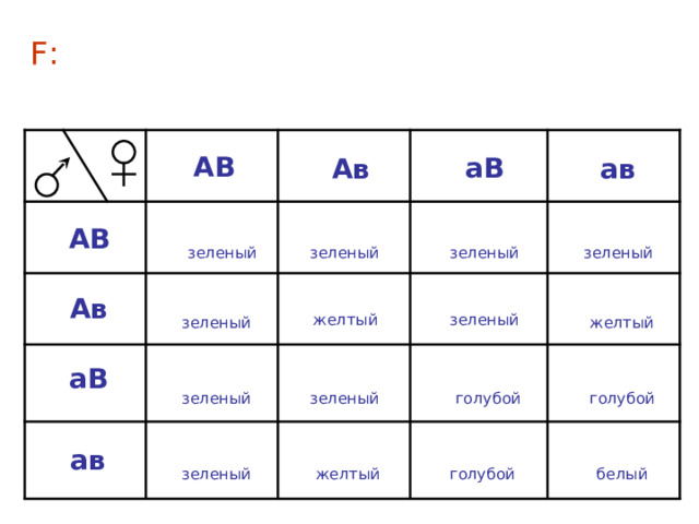 F : АВ аВ Ав ав ААВВ ААВ b АаВ b АаВВ АВ зеленый зеленый зеленый зеленый АаВ b ААВ b АА bb Аа bb Ав желтый зеленый зеленый желтый ааВ b ааВВ АаВ b АаВВ аВ голубой голубой зеленый зеленый АаВ b аа bb  ааВ b Аа bb ав белый зеленый желтый голубой 