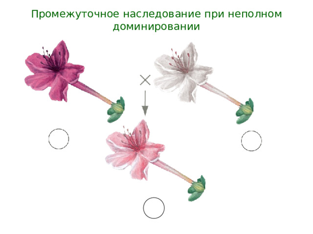 Промежуточное наследование при неполном доминировании АА аа Аа 