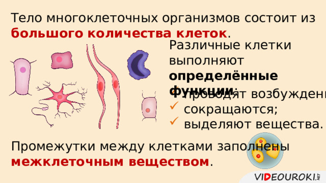 Тело многоклеточных организмов состоит из большого количества клеток . Различные клетки выполняют определённые функции :  проводят возбуждение;  сокращаются;  выделяют вещества. Промежутки между клетками заполнены межклеточным веществом . 