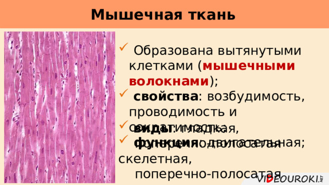 Мышечная ткань      Образована вытянутыми клетками ( мышечными волокнами );  свойства : возбудимость, проводимость и сократимость;  функция : двигательная;  виды : гладкая,  поперечно-полосатая скелетная,  поперечно-полосатая сердечная. 