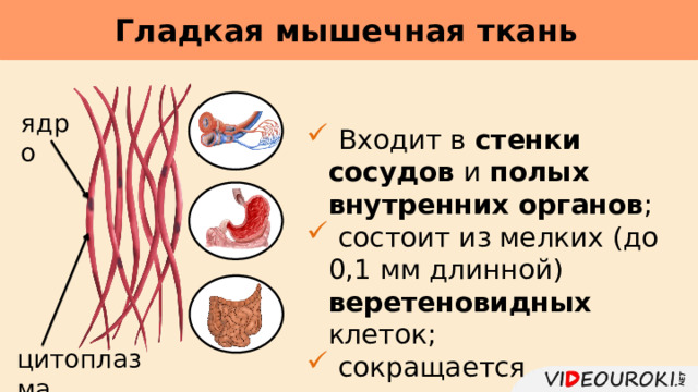 Гладкая мышечная ткань     ядро  Входит в стенки сосудов и полых внутренних органов ;  состоит из мелких (до 0,1 мм длинной) веретеновидных клеток;  сокращается непроизвольно . цитоплазма 