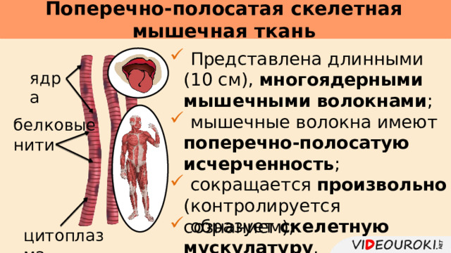 Поперечно-полосатая скелетная мышечная ткань      Представлена длинными (10 см), многоядерными  мышечными волокнами ;  мышечные волокна имеют поперечно-полосатую исчерченность ;  сокращается произвольно (контролируется сознанием); ядра белковые нити  образует скелетную мускулатуру . цитоплазма 