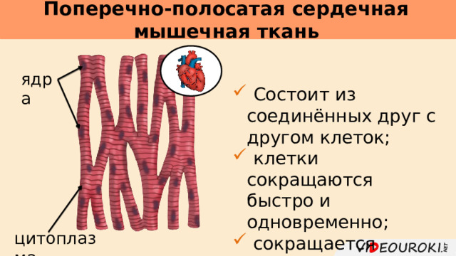 Презентация Ткани
