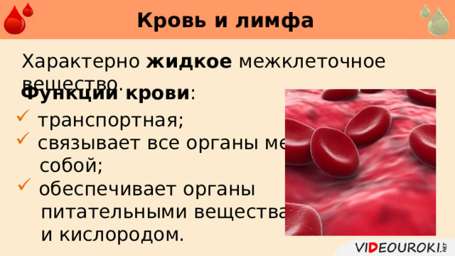 Кровь и лимфа     Характерно жидкое межклеточное вещество. Функции крови :  транспортная;  связывает все органы между  собой;  обеспечивает органы  питательными веществами  и кислородом. 