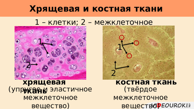 Хрящевая и костная ткани     1 – клетки; 2 – межклеточное вещество 1 1 2 2 костная  ткань хрящевая  ткань (упругое и эластичное межклеточное вещество) (твёрдое межклеточное вещество) 