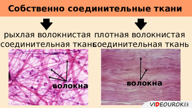 Собственно соединительные ткани       рыхлая волокнистая соединительная ткань плотная волокнистая соединительная ткань волокна волокна 