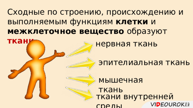 Сходные по строению, происхождению и выполняемым функциям клетки и межклеточное вещество образуют ткани . нервная ткань эпителиальная ткань мышечная ткань ткани внутренней среды 