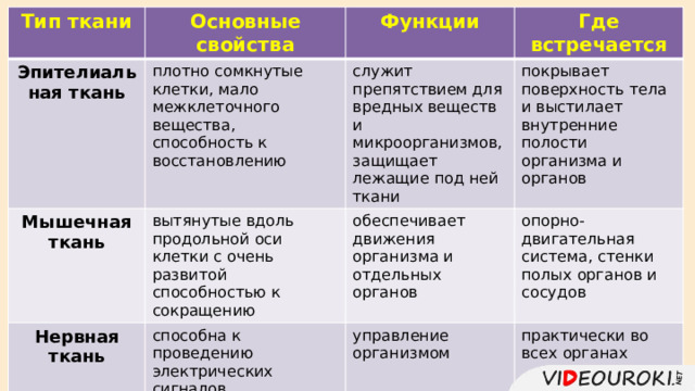Тип ткани Эпителиальная ткань Основные свойства Мышечная ткань Функции плотно сомкнутые клетки, мало межклеточного вещества, способность к восстановлению Нервная ткань служит препятствием для вредных веществ и микроорганизмов, защищает лежащие под ней ткани вытянутые вдоль продольной оси клетки с очень развитой способностью к сокращению Где встречается покрывает поверхность тела и выстилает внутренние полости организма и органов обеспечивает движения организма и отдельных органов способна к проведению электрических сигналов Ткани внутренней среды управление организмом опорно-двигательная система, стенки полых органов и сосудов очень разнообразные по строению ткани – твёрдые, упругие, жидкие с большим количеством межклеточного вещества. Это кровь, лимфа, костная, хрящевая и жировая ткани, собственно соединительные ткани. Основная функция – осуществление связи между органами практически во всех органах 