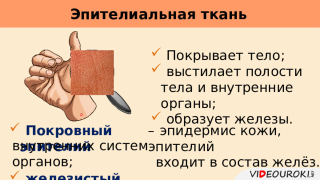 Эпителиальная ткань      Покрывает тело;  выстилает полости тела и внутренние органы;  образует железы.  Покровный эпителий  железистый эпителий –  эпидермис кожи, эпителий внутренних систем органов; входит в состав желёз. 
