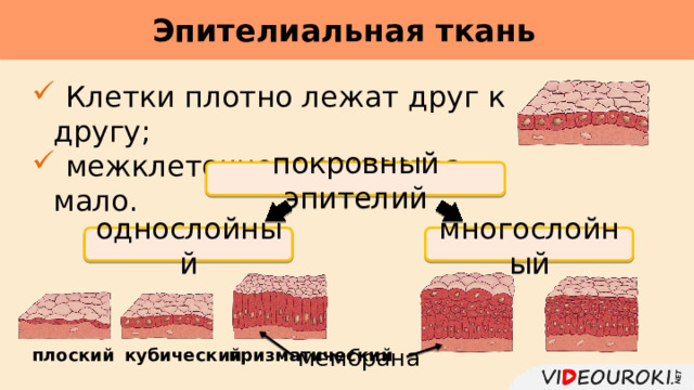 Эпителиальная ткань      Клетки плотно лежат друг к другу;  межклеточного вещества мало. покровный эпителий многослойный однослойный мембрана плоский кубический призматический  