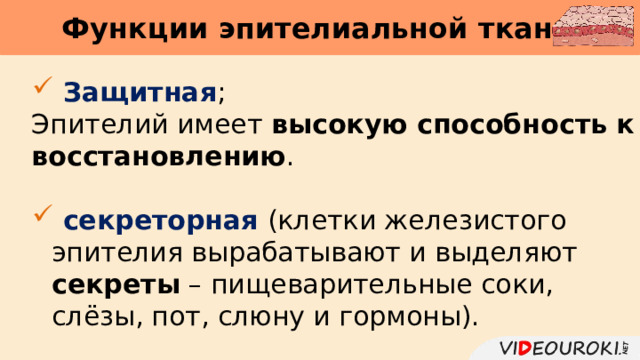 Функции эпителиальной ткани      Защитная ; Эпителий имеет высокую способность к восстановлению .  секреторная (клетки железистого эпителия вырабатывают и выделяют секреты – пищеварительные соки, слёзы, пот, слюну и гормоны). 