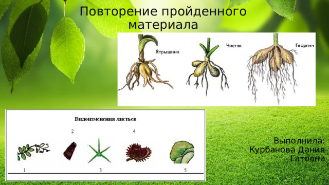 Повторение пройденного материала Выполнила: Курбанова Дания Гатовна