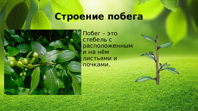 Строение побега Побег – это стебель c расположенными на нём листьями и почками.