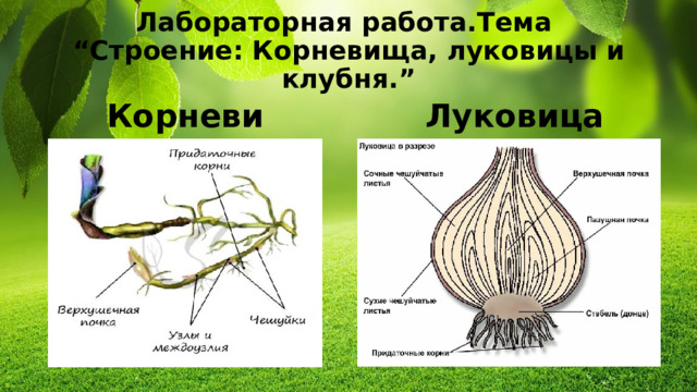 Лабораторная работа.Тема  “Строение: Корневища, луковицы и клубня.”  Луковица Корневище