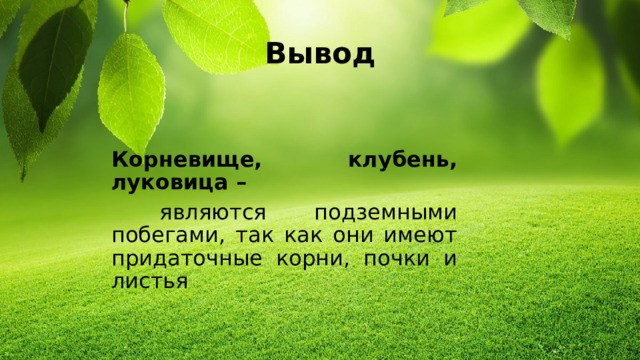 Вывод Корневище, клубень, луковица –  являются подземными побегами, так как они имеют придаточные корни, почки и листья