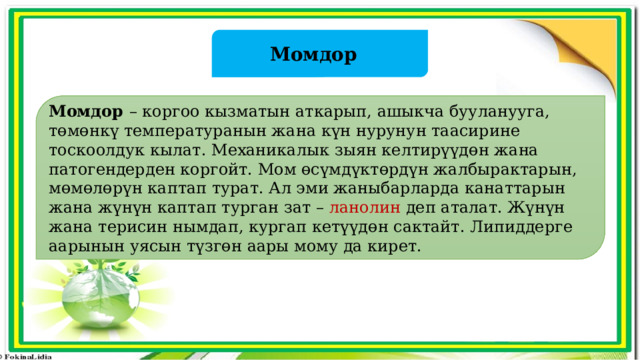 Момдор Момдор – коргоо кызматын аткарып, ашыкча бууланууга, төмөнкү температуранын жана күн нурунун таасирине тоскоолдук кылат. Механикалык зыян келтирүүдөн жана патогендерден коргойт. Мом өсүмдүктөрдүн жалбырактарын, мөмөлөрүн каптап турат. Ал эми жаныбарларда канаттарын жана жүнүн каптап турган зат – ланолин деп аталат. Жүнүн жана терисин нымдап, кургап кетүүдөн сактайт. Липиддерге аарынын уясын түзгөн аары мому да кирет. 