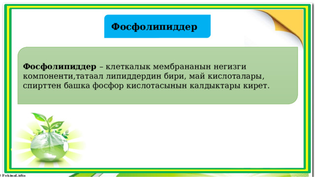 Фосфолипиддер Фосфолипиддер – клеткалык мембрананын негизги компоненти,татаал липиддердин бири, май кислоталары, спирттен башка фосфор кислотасынын калдыктары кирет. 