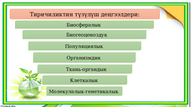 Тиричиликтин түзүлүш деңгээлдери: Биосфералык  Биогеоценоздук Популяциялык Организмдик  Ткань-органдык Клеткалык Молекулалык-генетикалык 