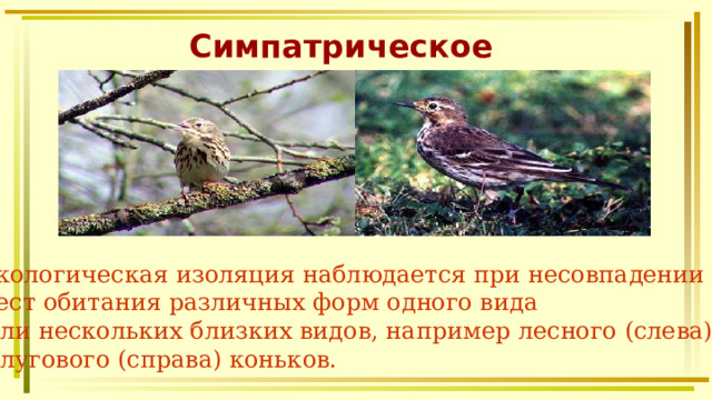 Симпатрическое видообразование Экологическая изоляция наблюдается при несовпадении мест обитания различных форм одного вида  или нескольких близких видов, например лесного (слева) и лугового (справа) коньков. 