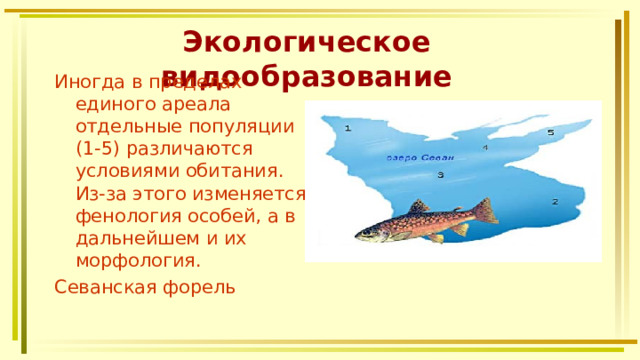 Экологическое видообразование Иногда в пределах единого ареала отдельные популяции (1-5) различаются условиями обитания. Из-за этого изменяется фенология особей, а в дальнейшем и их морфология. Севанская форель 