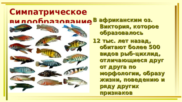 Симпатрическое видообразование В африканским оз. Виктория, которое образовалось 12 тыс. лет назад, обитают более 500 видов рыб-цихлид, отличающиеся друг от друга по морфологии, образу жизни, поведению и ряду других признаков 