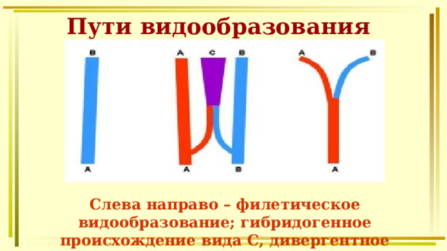 Пути видообразования Слева направо – филетическое видообразование; гибридогенное происхождение вида С, дивергентное видообразование 