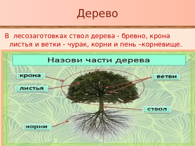 Дерево  В лесозаготовках ствол дерева - бревно, крона листья и ветки - чурак, корни и пень –корневище. 