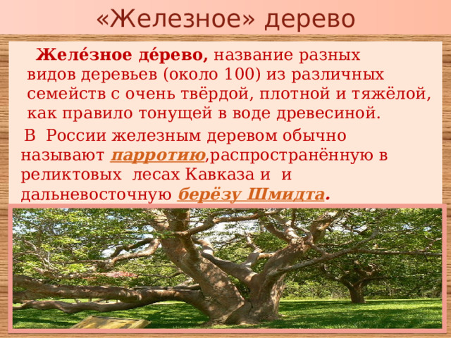 «Железное» дерево  Желе́зное де́рево,  название разных видов деревьев (около 100) из различных семейств с очень твёрдой, плотной и тяжёлой, как правило тонущей в воде древесиной.  В России железным деревом обычно называют  парротию ,распространённую в реликтовых лесах Кавказа и  и дальневосточную  берёзу Шмидта . 