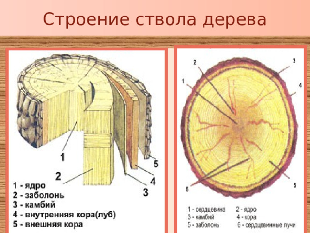 Строение ствола дерева 