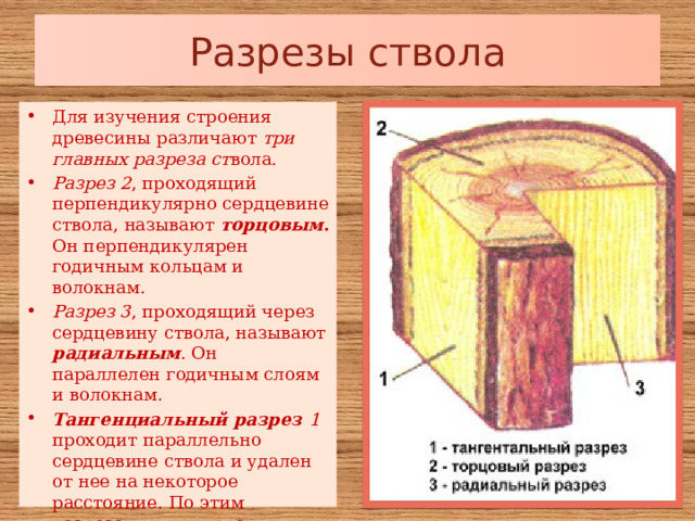 Разрезы ствола Для изучения строения древесины различают три главных разреза ст вола. Разрез 2 , проходящий перпендикулярно сердцевине ствола, называют торцовым . Он перпендикулярен годичным кольцам и волокнам. Разрез 3 , проходящий через сердцевину ствола, называют радиальным . Он параллелен годичным слоям и волокнам. Тангенциальный разрез 1 проходит параллельно сердцевине ствола и удален от нее на некоторое расстояние. По этим разрезам выявляются различные свойства и рисунки древесины. 