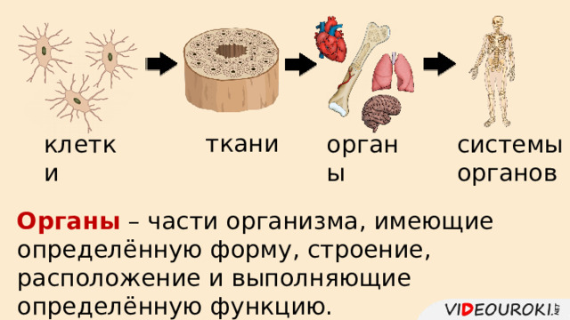 ткани клетки органы системы органов Органы – части организма, имеющие определённую форму, строение, расположение и выполняющие определённую функцию. 